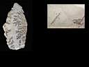 fossils leaf0001.jpg